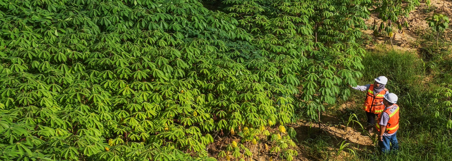 Cropped Image