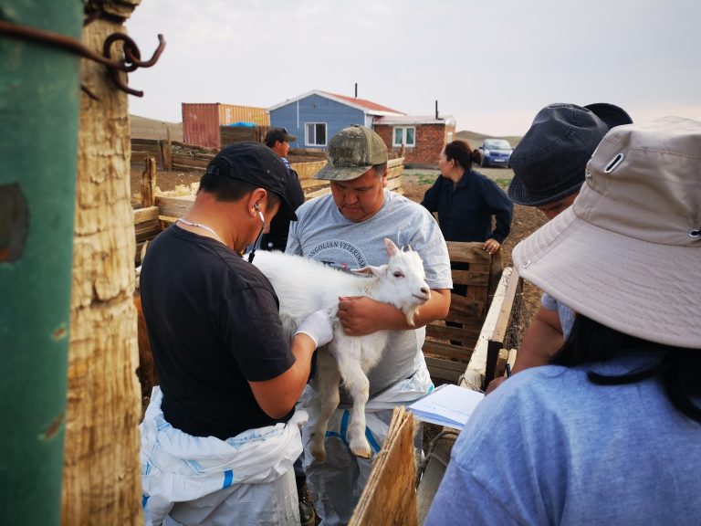 Herd Health Assessment in Mining-Adjacent Communities